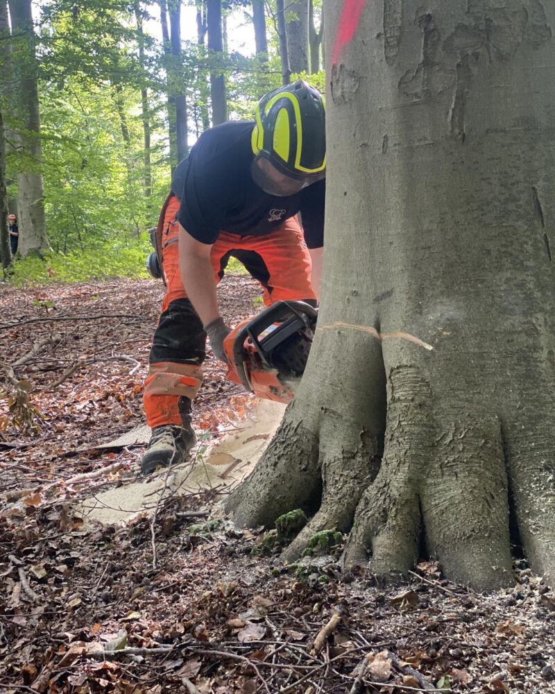 Arborist i Næstved, Faxe & Vordingborg, | Læs mere